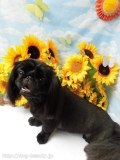 Dogsalon Ease(ɥå󥤡)