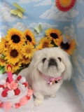 Dogsalon Ease(ɥå󥤡)
