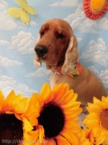 Dogsalon Ease(ɥå󥤡)