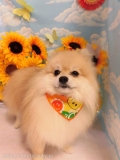 Dogsalon Ease(ɥå󥤡)