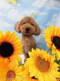 Dogsalon Ease(ɥå󥤡)