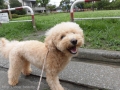 Dogsalon Ease(ɥå󥤡)
