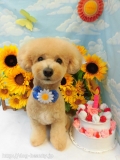 Dogsalon Ease(ɥå󥤡)