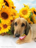 Dogsalon Ease(ɥå󥤡)