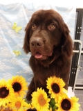 Dogsalon Ease(ɥå󥤡)
