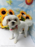Dogsalon Ease(ɥå󥤡)