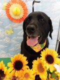 Dogsalon Ease(ɥå󥤡)