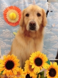 Dogsalon Ease(ɥå󥤡)