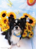 Dogsalon Ease(ɥå󥤡)