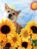 Dogsalon Ease(ɥå󥤡)