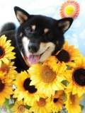 Dogsalon Ease(ɥå󥤡)