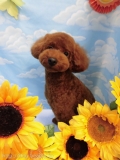 Dogsalon Ease(ɥå󥤡)