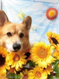 Dogsalon Ease(ɥå󥤡)