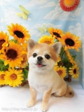 Dogsalon Ease(ɥå󥤡)