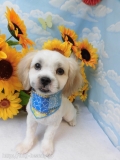 Dogsalon Ease(ɥå󥤡)