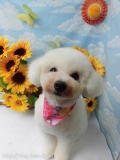 Dogsalon Ease(ɥå󥤡)