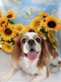 Dogsalon Ease(ɥå󥤡)