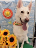Dogsalon Ease(ɥå󥤡)