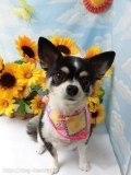 Dogsalon Ease(ɥå󥤡)