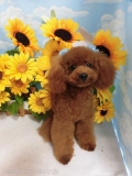Dogsalon Ease(ɥå󥤡)