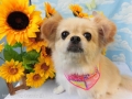 Dogsalon Ease(ɥå󥤡)