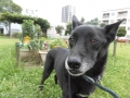 Dogsalon Ease(ɥå󥤡)