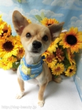 Dogsalon Ease(ɥå󥤡)