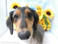 Dogsalon Ease(ɥå󥤡)