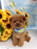 Dogsalon Ease(ɥå󥤡)
