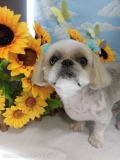 Dogsalon Ease(ɥå󥤡)