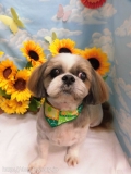 Dogsalon Ease(ɥå󥤡)