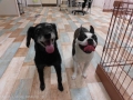 Dogsalon Ease(ɥå󥤡)