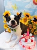 Dogsalon Ease(ɥå󥤡)