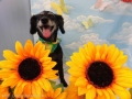 Dogsalon Ease(ɥå󥤡)