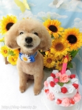 Dogsalon Ease(ɥå󥤡)