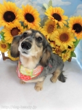 Dogsalon Ease(ɥå󥤡)