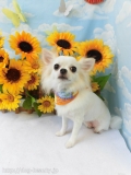 Dogsalon Ease(ɥå󥤡)