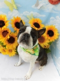 Dogsalon Ease(ɥå󥤡)