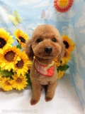 Dogsalon Ease(ɥå󥤡)