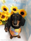 Dogsalon Ease(ɥå󥤡)