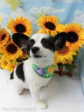 Dogsalon Ease(ɥå󥤡)