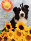 Dogsalon Ease(ɥå󥤡)