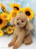 Dogsalon Ease(ɥå󥤡)
