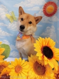 Dogsalon Ease(ɥå󥤡)
