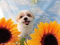 Dogsalon Ease(ɥå󥤡)