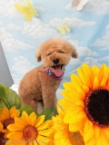 Dogsalon Ease(ɥå󥤡)