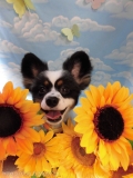 Dogsalon Ease(ɥå󥤡)