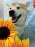 Dogsalon Ease(ɥå󥤡)