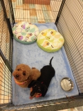 Dogsalon Ease(ɥå󥤡)