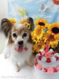 Dogsalon Ease(ɥå󥤡)